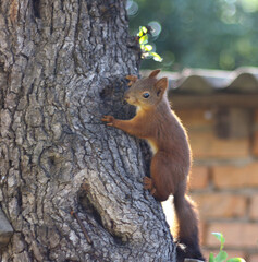 Cute Squirrel Sitting on a Tree