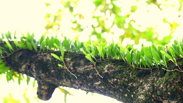 Small green parasitic leaves cover a dark tree branch, set against a bright, blurred forest canopy background.