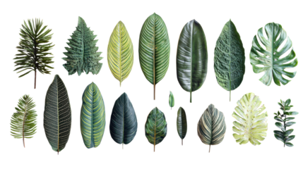 Assorted green leaves on a white isolate background for various design needs.