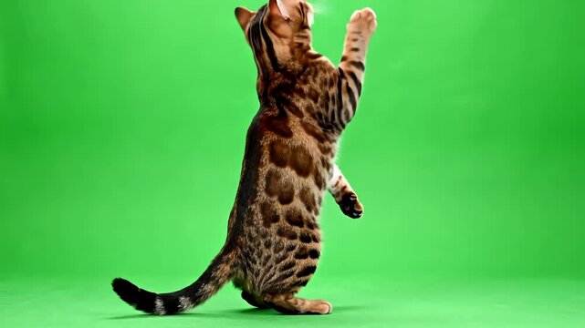 High Resolution Assets with 4k bengal cat on green screen isolated chroma key standing facing backward reaching up paw distortion, overlay, glitch, static noise, scan lines black background, animated