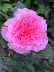 Augusta Luise rose flower with light pink petals on the background of ornamental plants in the garden