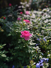 Pink Rose Bloom in Autumn Garden with Soft Sunlight