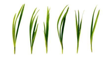 Five vibrant green grass blades arranged artistically, perfect for nature-themed designs.
