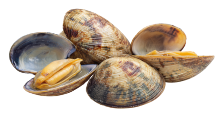 Fresh clams arranged on a white background, showcasing diverse shells and textures.