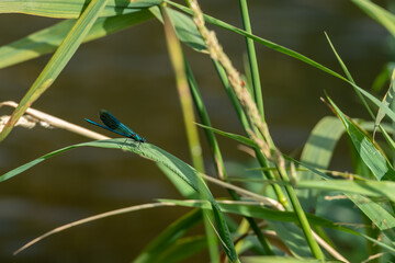 Demoiselle a male banded damselfly with a metallic blue body. 