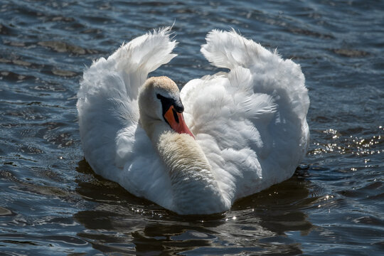 Adult swan close up showing the fine delicate feathers and detail.