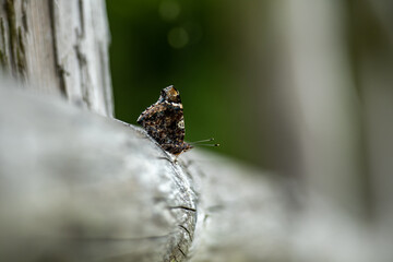 Red Admiral butterfly, Vanessa Atalanta perched on a wooden fence post. Wings are broad red stripes and white spots near the wing tips.