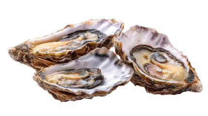 Fresh oysters with shells on a white isolated background.