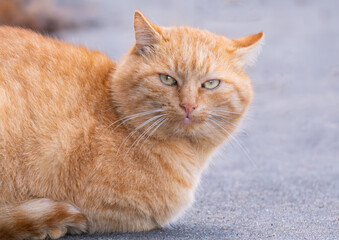 a ginger cat sitting