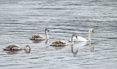beautiful swans are swimming