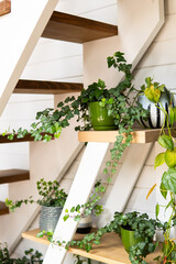Green ivy and houseplants under modern wooden staircase in cozy home interior