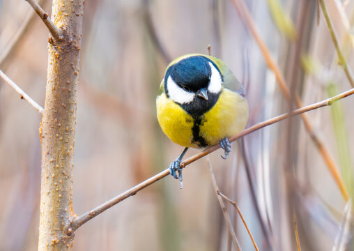 close-up of a titmouse