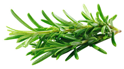 Fototapeta premium Fresh rosemary herb on isolated white background for culinary use.