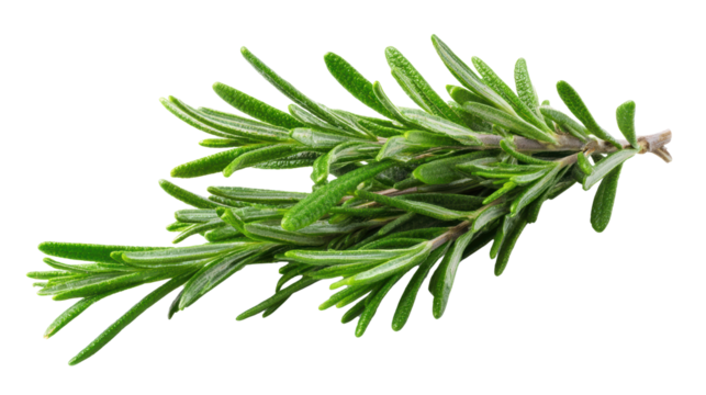 Fresh rosemary sprig on a white isolated background, perfect for culinary use and herbal recipes.