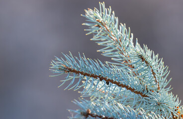 blue spruce branches