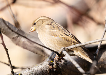 A beautiful close-up photo