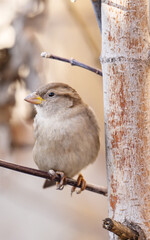 A beautiful close-up photo