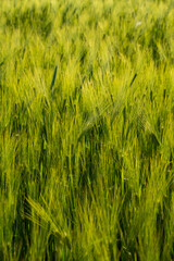 Naklejka premium Fresh green barley plants swaying in wind, spring season farming concept.