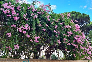 Obraz premium Large Bougainvillea bushes blooming with small lilac flowers on city streets