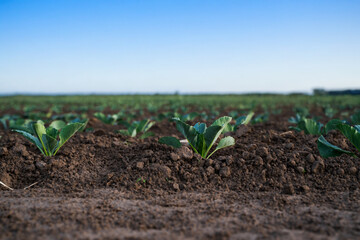 Cabbage seedlings in farmland under blue sky symbolizing organic and sustainable farming