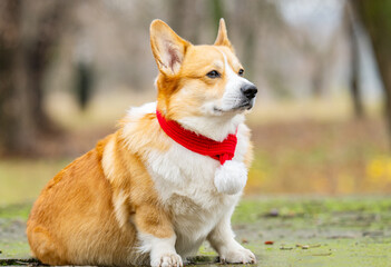 Portrait of a corgi with a winter red scarf