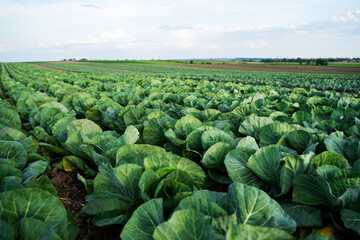 Large cultivated cabbage fields extending into the distance, forming dense rows of green leaves