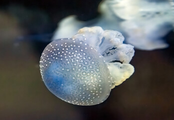 A beautiful blue jellyfish