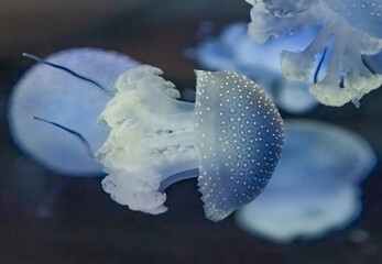 A beautiful blue jellyfish