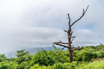Dead Tree Standing in Meadow at Shenandoah National Park