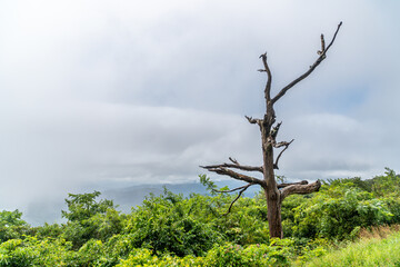 Dead Tree Standing in Meadow at Shenandoah National Park