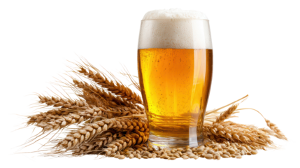Glass of beer with frothy head, surrounded by wheat, white isolate background.