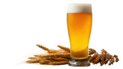 Glass of refreshing beer with frothy head, surrounded by barley on white background.