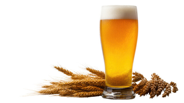 Glass of refreshing beer with frothy head, surrounded by barley on white background.