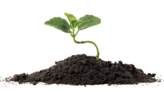 Green plant growing from brown soil, isolated on white background.