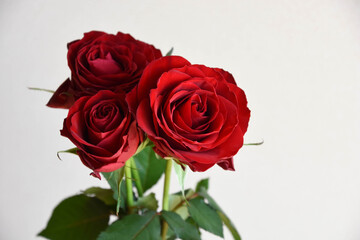 Fototapeta premium 赤い薔薇