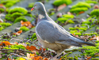 A close-up photo of a pigeon