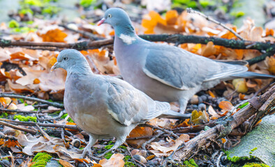 A close-up photo of a pigeon