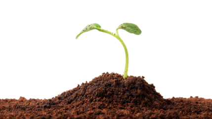 Seedling sprouting from rich soil, symbolizing growth and renewal.