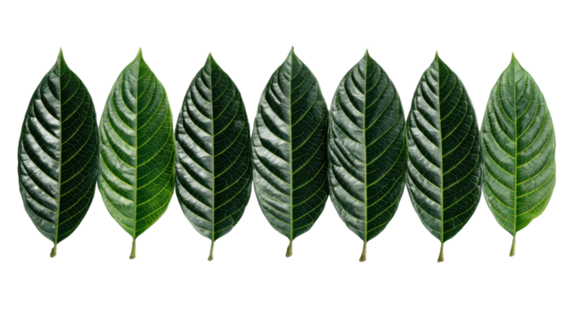 Series of green leaves arranged in a line on a white isolated background.