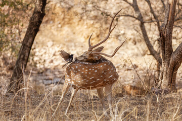 Ein Vogel auf einem Axishirsch im Ranthambhore Nationalpark, Indien