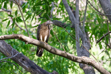 Schopfwespenbussard sitzt auf einem Ast