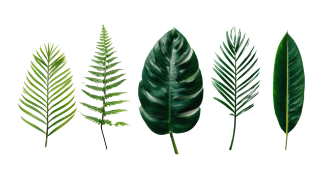 Variety of tropical leaves, white isolate background