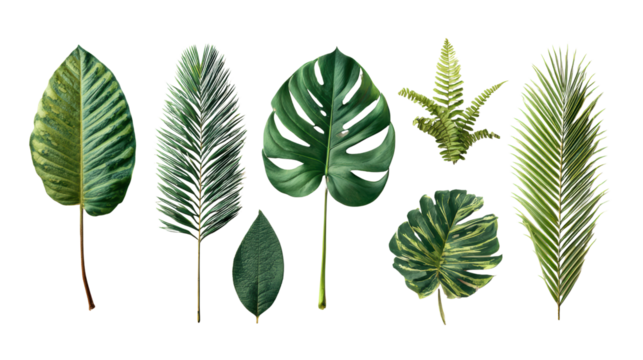 Various tropical leaves isolated on a white background, showcasing a rich diversity of shapes and textures.