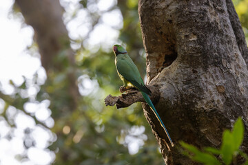 Halsbandsittich sitzt auf einem Ast im Ranthambhore Nationalpark, Indien