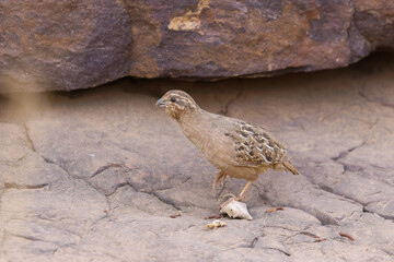 Dschungelwachtel im Ranthambhore Nationalpark, Indien