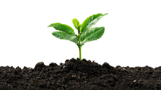 Young plant sprouting from the soil, symbolizing growth and new beginnings, on a white isolate background.