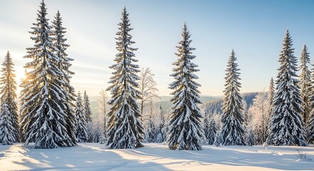 Fototapeta premium Snow-covered evergreen trees stand tall in a winter forest landscape at dawn.