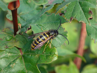 The common wasp (Vespula vulgaris), drone walking on green foliage