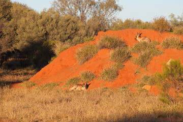 kangaroo in the desert around alice springs in australia