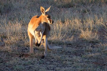 kangaroo in the desert around alice springs in australia